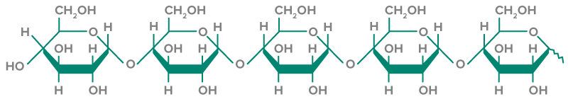 Types of Carbohydrates