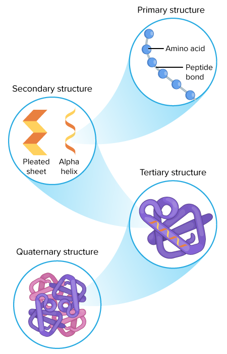 structure of proteins