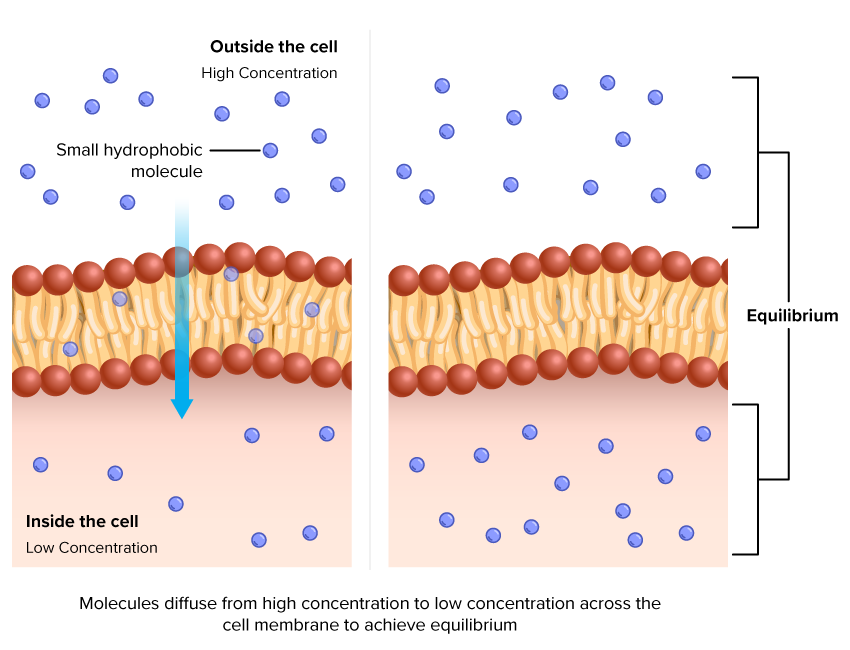 Diffusion Across Membrane