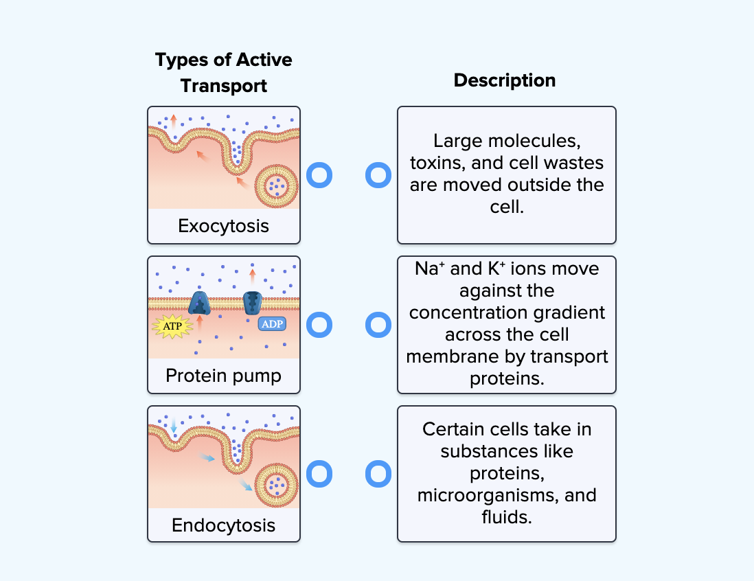 Active Transport definition