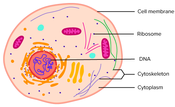 Parts of a cell