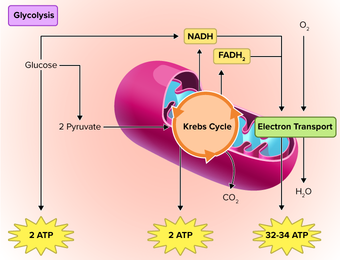 cellular respiration diagram mitochondria simple