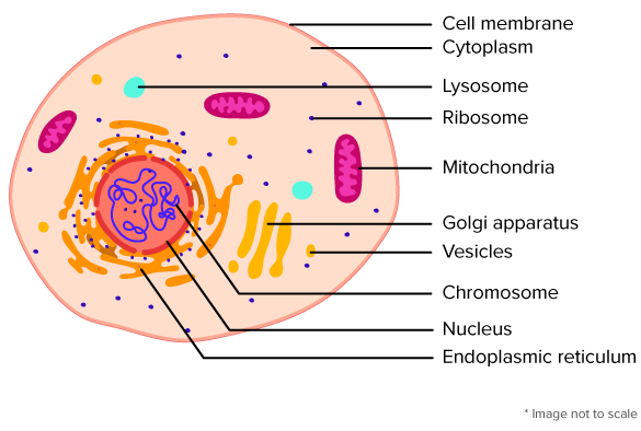 Prokaryotic and Eukaryotic Cells ( Read ) | Biology | CK-12 ...