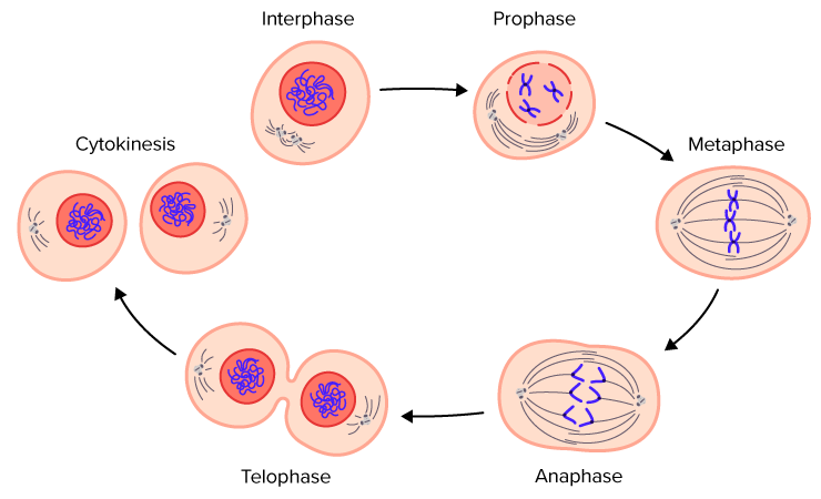 That why? the observed? frequently stage is in mitosis is what the