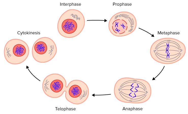 mitosis phases model