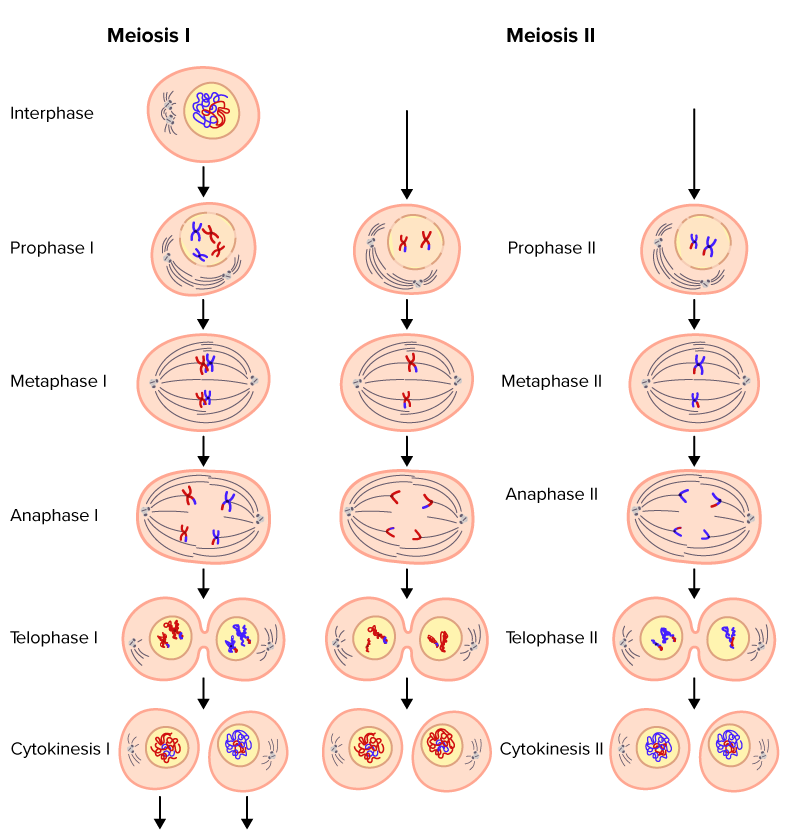 stages of meiosis 1 and 2