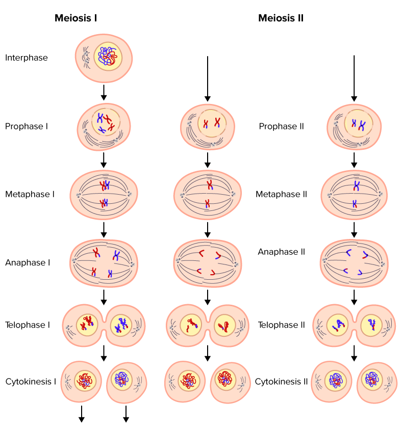 Meiosis Read Biology CK 12 Foundation