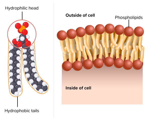 phospholipids