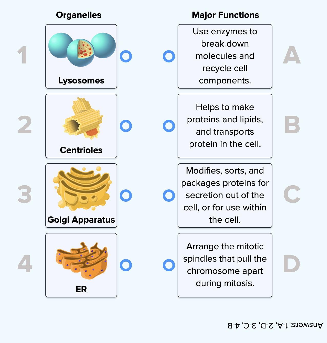 Cell organelles and their function
