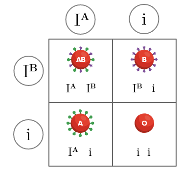 Trait Science Non Example Non-Mendelian Inheritance ( Read ) | Biology | CK-12 Foundation