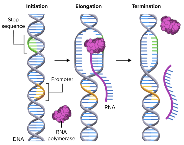 Transcription ( Read ) | Biology | CK-12 Foundation