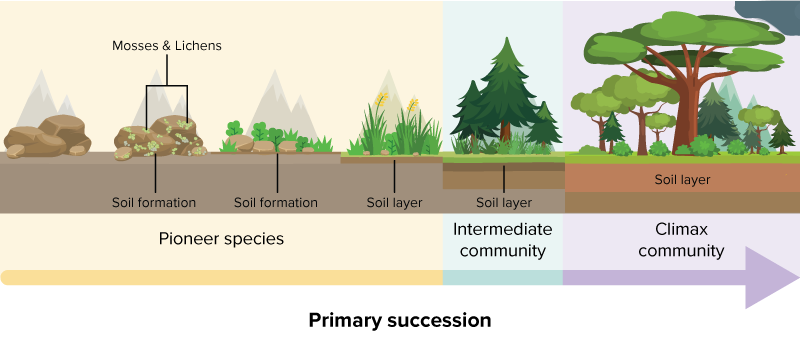 ecological succession animation