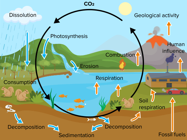 Carbon Cycle Read Biology Ck 12 Foundation 2976