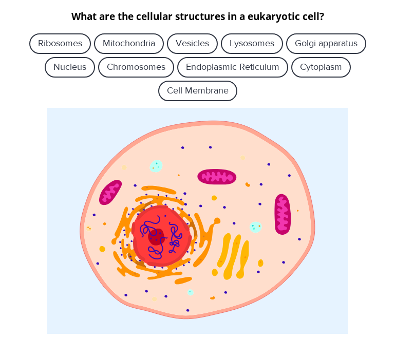 Prokaryotic And Eukaryotic Cells Read Biology Ck 12 Foundation