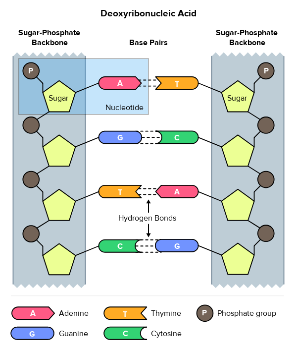 Dna Structure And Replication Read Biology Ck 12 Foundation